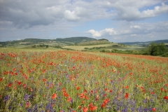 A  very  species-rich  “poppy  field“. Photo: S. Meyer.