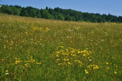 Borstgrasrasen mit Arnica montana. Foto: H. Dierschke.