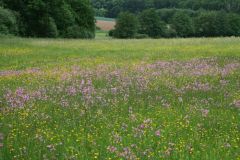 Blüten- und artenreich – so kennt man die Sumpfdotterblumen-Wiesen. Foto:  S. Schneider.