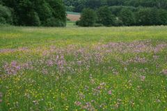 Calthion meadows - riche on species and flowers. Photo: S. Schneider.