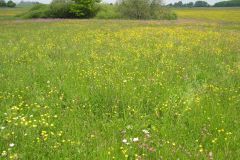 Calthion meadows have declined strongly in recent decades. Photo: S. Schneider.