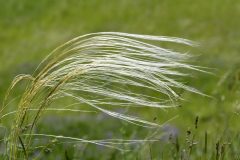 Deutsches Sand-Federgras (Stipa borysthenica subsp. germanica). Foto. T. Fartmann.