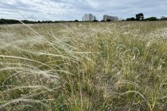 Federgras-Steppe mit Echtem Federgras (Stipa pennata) bei Mainz. Foto: T. Becker. 