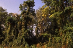 Liana-rich hardwood floodplain forest, Rhinau Island. Photo: D. Remy.