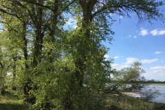 Hardwood floodplain forest. Photo: W. Härdtle.