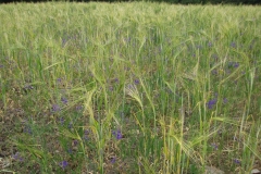 Schutzacker mit Consolida regalis. Foto: S. Meyer.