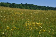 Mat-grassland with Arnica montana. Photo: H. Dierschke.