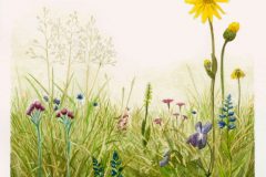 Typical, flower-rich mat-grassland in artistic representation. Drawing: M. Jung.