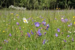 Oat-grass meadow with Geranium pratense, Leucanthemum vulgare and Ranunculus acris in a park in Bernburg/Saxony-Anhalt. Photo: S. Tischew.