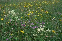 Species-rich oat-grass meadows were still widespread in many regions of Germany three decades ago. This picture shows a meadow in the central Black Forest in 1982. Photo: A. Schwabe.